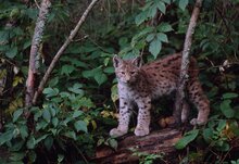 © Fritz Pölking / WWF Canon