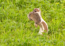 (c) birdfoto.ch / M. Ruppen
