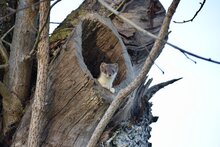 (c) Fritz Schneider, Stadtwildtiere Schweiz