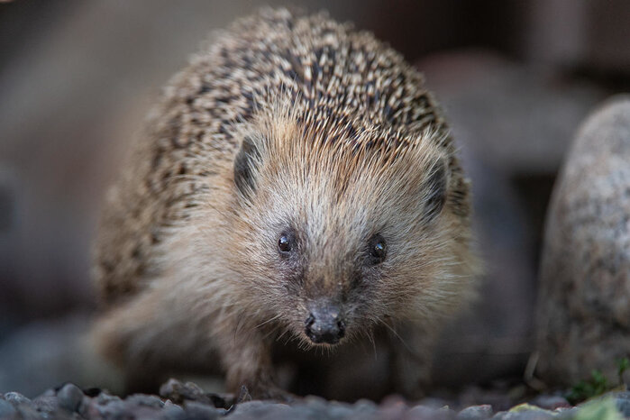 (C) WWF Sweden / Ola Jennersten