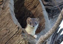 (c)Fritz Schneider/ WildeNachbarn