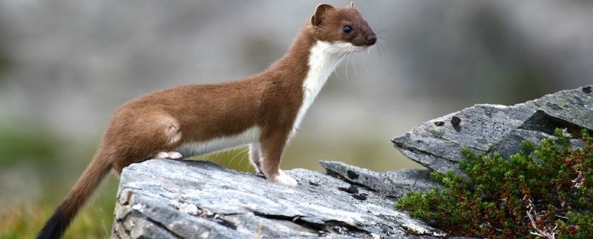 (c) Piet Payer (c) Piet Payer